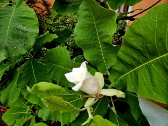 2024 Magnolia macrophylla (šácholan velkolistý) - podruhé v květu (11.6.)