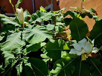 2024 Magnolia macrophylla (šácholan velkolistý) - podruhé v květu (11.6.)