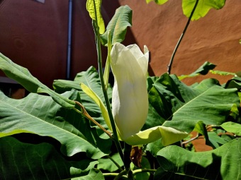 2024 Magnolia macrophylla (šácholan velkolistý) - podruhé v květu (11.6.)