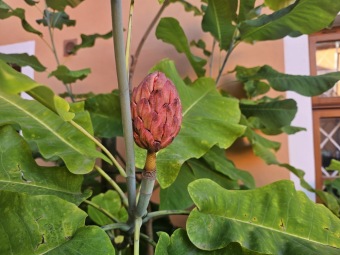 2024 Magnolia macrophylla (šácholan velkolistý) - plodenství (8.10.)