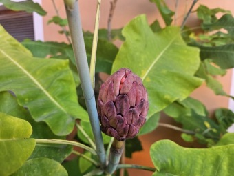 2024 Magnolia macrophylla (šácholan velkolistý) - plodenství (8.10.)