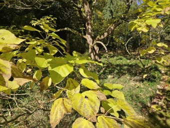 Catalpa bignonioides