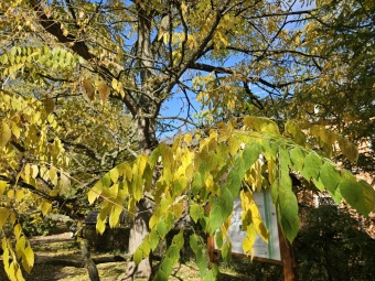 Gymnocladus dioica..
