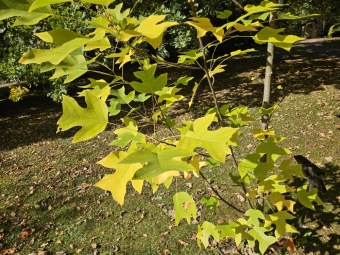 Liriodendron chinense
