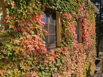 Parthenocissus tricuspidata