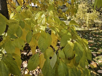 Sassafras albidum.