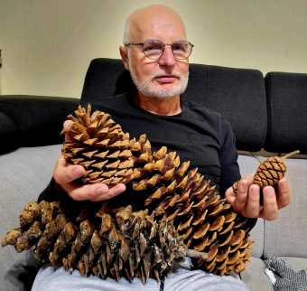 Pinus_lambertiana_b._Lambertova_a_Pinus_ponderosa_b._tezka_-_sistice_z_Narodniho_parku_Sequoia.jpeg