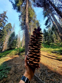 Pinus_lambertiana_borovice_Lambertova_sistice_v_Narodniho_parku_Sequoia.jpeg
