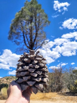 Pinus_ponderosa_borovice_tezka_-_sistice_v_Narodnim_parku_Sequoia.jpeg