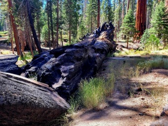 Sequoiadendron giganteum sekvojovec obrovský  v Národním parku Sequoia 2024..... 