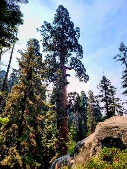 Sequoiadendron giganteum sekvojovec obrovský  v Národním parku Sequoia 2024....