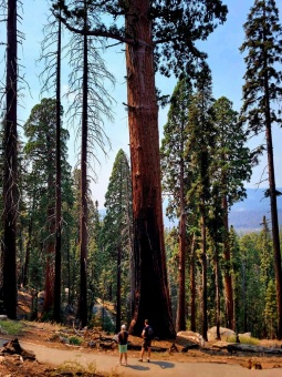 Sequoiadendron giganteum sekvojovec obrovský  v Národním parku Sequoia 2024