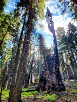 Sequoiadendron giganteum sekvojovec obrovský  v Národním parku Sequoia 2024 .....
