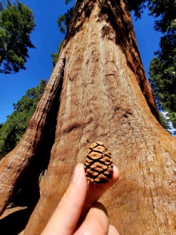 Sequoiadendron_giganteum_sekvojovec_obrovsky_sistice_v_Narodnim_parku_Sequoia_2024..jpeg