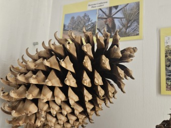 Pinus coulteri borovice Coulterova - šištice v naší vitríně