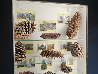 Pinus lambertiana borovice Lambertova aj. v naší vitríně 2024