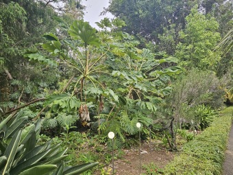 Tetrapanax papyrifer - aralia papírodárná - v porovnání v Jardín de Aclimatación de La Orotava - Tenerife