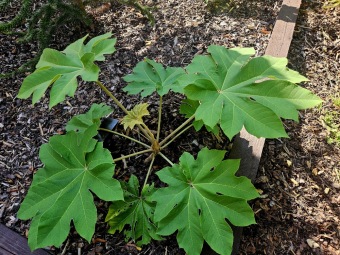 Tetrapanax papyrifer - aralia papírodárná - v porovnání v Jardín de Aclimatación de La Orotava - Tenerife