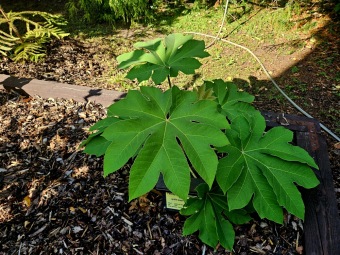 Tetrapanax papyrifer - aralia papírodárná - v porovnání v Jardín de Aclimatación de La Orotava - Tenerife