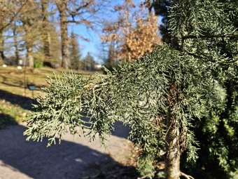 2024 - Zimování choulostivých druhů - leden - teploty -12 st.