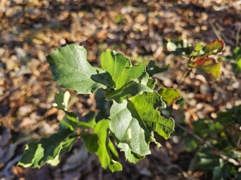 2024 - Zimování choulostivých druhů - leden - teploty -12 st.