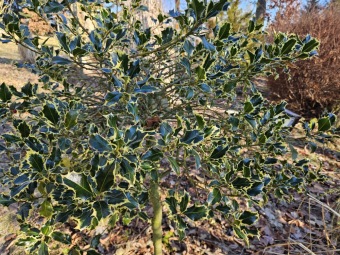 2024 - Zimování choulostivých druhů - leden - teploty -12 st.