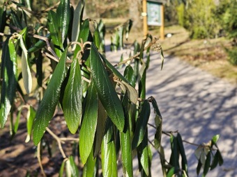 2024 - Zimování choulostivých druhů - leden - teploty -12 st.