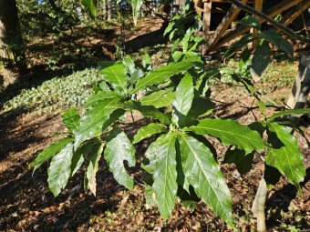 2024 - Zimování choulostivých druhů - leden - teploty -12 st.