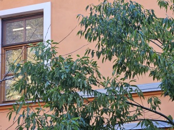 2024 - Zimování choulostivých druhů - leden - teploty -12 st.