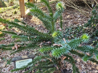 2024 - Zimování choulostivých druhů - leden - teploty -12 st.