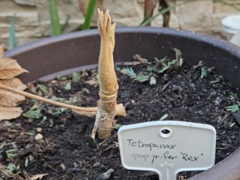 2024 - Zimování choulostivých druhů - leden - teploty -12 st.