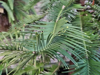 2024 - Zimování choulostivých druhů - leden - teploty -12 st.