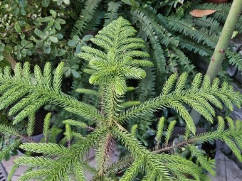 2024 - Zimování choulostivých druhů - leden - teploty -12 st.