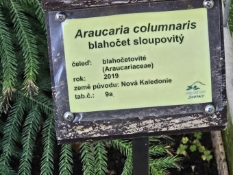 2024 - Zimování choulostivých druhů - leden - teploty -12 st.