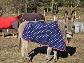 2024 - Zimování choulostivých druhů - leden - teploty -12 st.