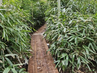 2025 Obnova lávky v mokřadu u bambusária (30.3.)