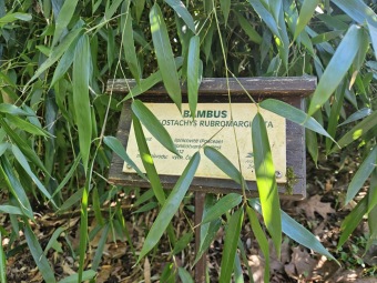 2025 Obnova lávky v mokřadu u bambusária (30.3.)