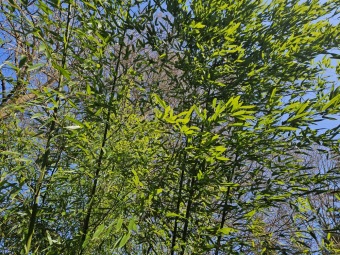 2025 Obnova lávky v mokřadu u bambusária (30.3.)