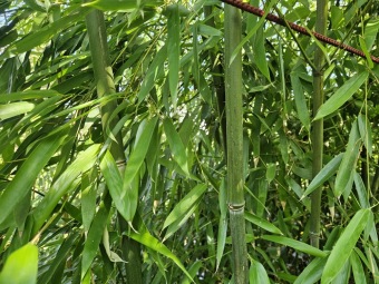 2025 Obnova lávky v mokřadu u bambusária (30.3.)