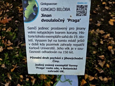 2025 Ginkgo biloba Pragensis - "matečný strom"  a jeho "miminko" po 35 letech v Arboretu Žampach (20.12.)