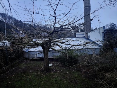 2025 Ginkgo biloba Pragensis - "matečný strom"  a jeho "miminko" po 35 letech v Arboretu Žampach (20.12.)