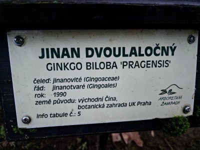 2025 Ginkgo biloba Pragensis - "matečný strom"  a jeho "miminko" po 35 letech v Arboretu Žampach (20.12.)