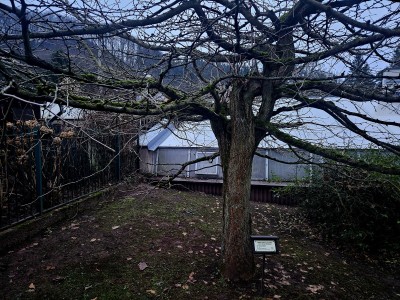 2025 Ginkgo biloba Pragensis - "matečný strom"  a jeho "miminko" po 35 letech v Arboretu Žampach (20.12.)