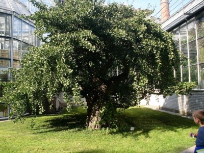 2025 Ginkgo biloba Pragensis - "matečný strom"  a jeho "miminko" po 35 letech v Arboretu Žampach (20.12.)