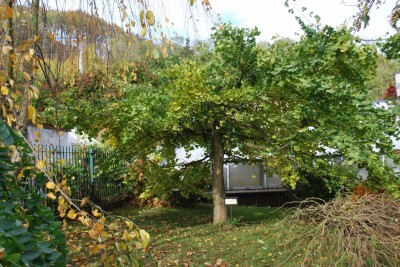 2025 Ginkgo biloba Pragensis - "matečný strom"  a jeho "miminko" po 35 letech v Arboretu Žampach (20.12.)