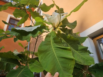 2025 Magnolia macrophylla (šácholan velkolistý) a M. macrophylla ssp. ashei - v květu (20.6.)