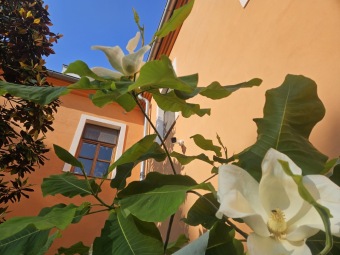 2025 Magnolia macrophylla (šácholan velkolistý) a M. macrophylla ssp. ashei - v květu (20.6.)