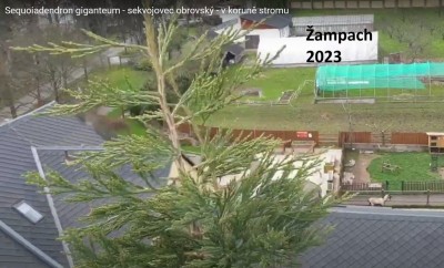 2025 Semenáčky sekvojovců z Arboreta Nový Dvůr - po 35 letech (19.8.)