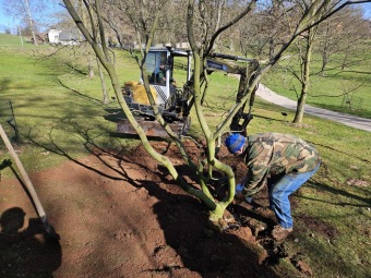 2025 Přesadba Acer japonicum Aconitifolium - javor japonský z roku 1997 (9.4.)