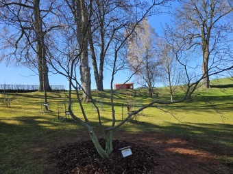 2025 Přesadba Acer japonicum Aconitifolium - javor japonský z roku 1997 (9.4.)